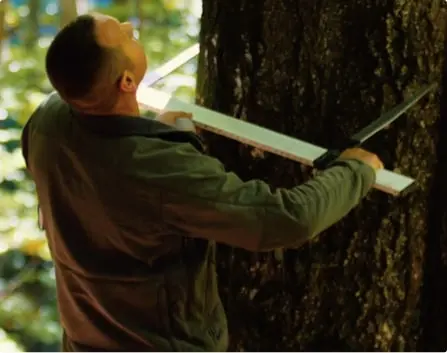 High quality wood